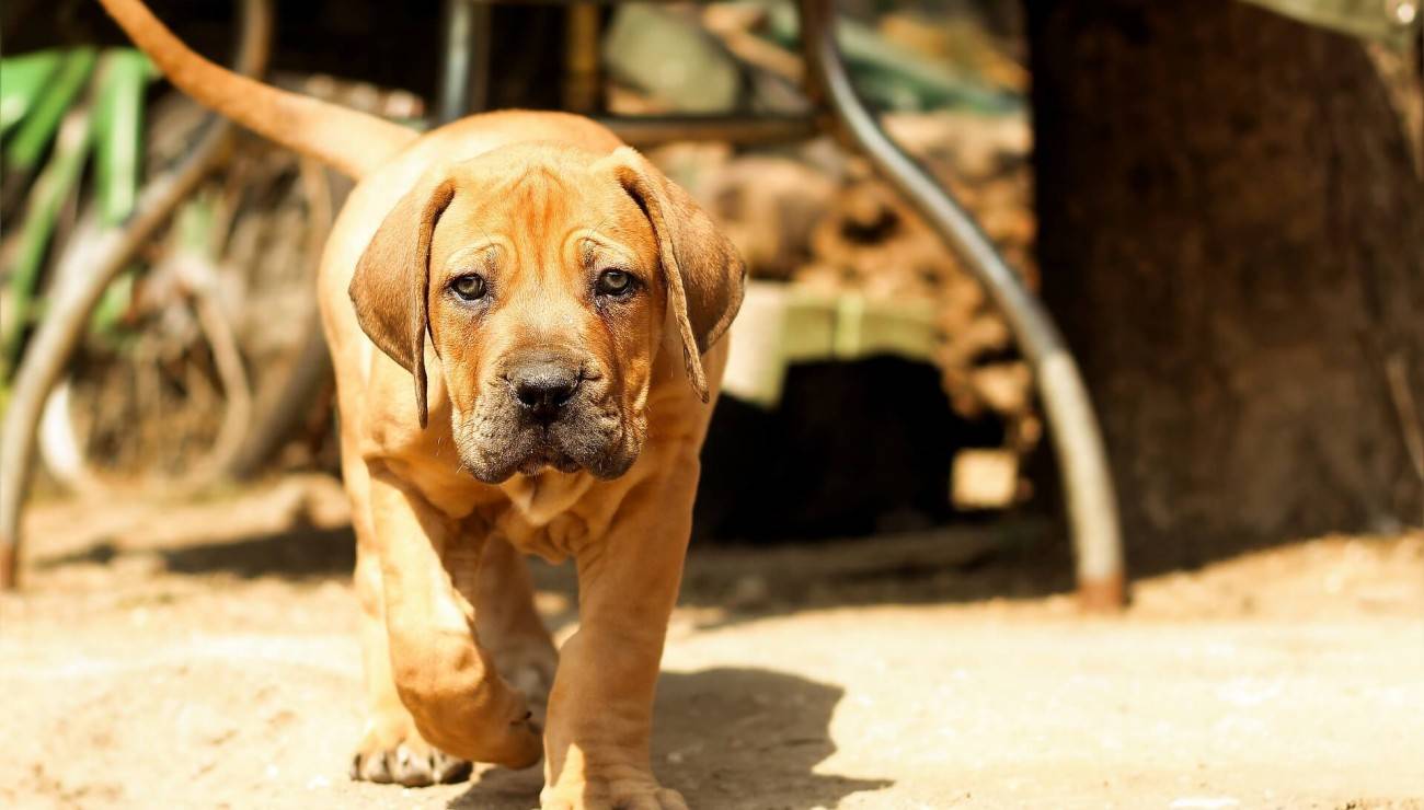 How Much Does a Boerboel Puppy Cost? (Simple Guide 2024)