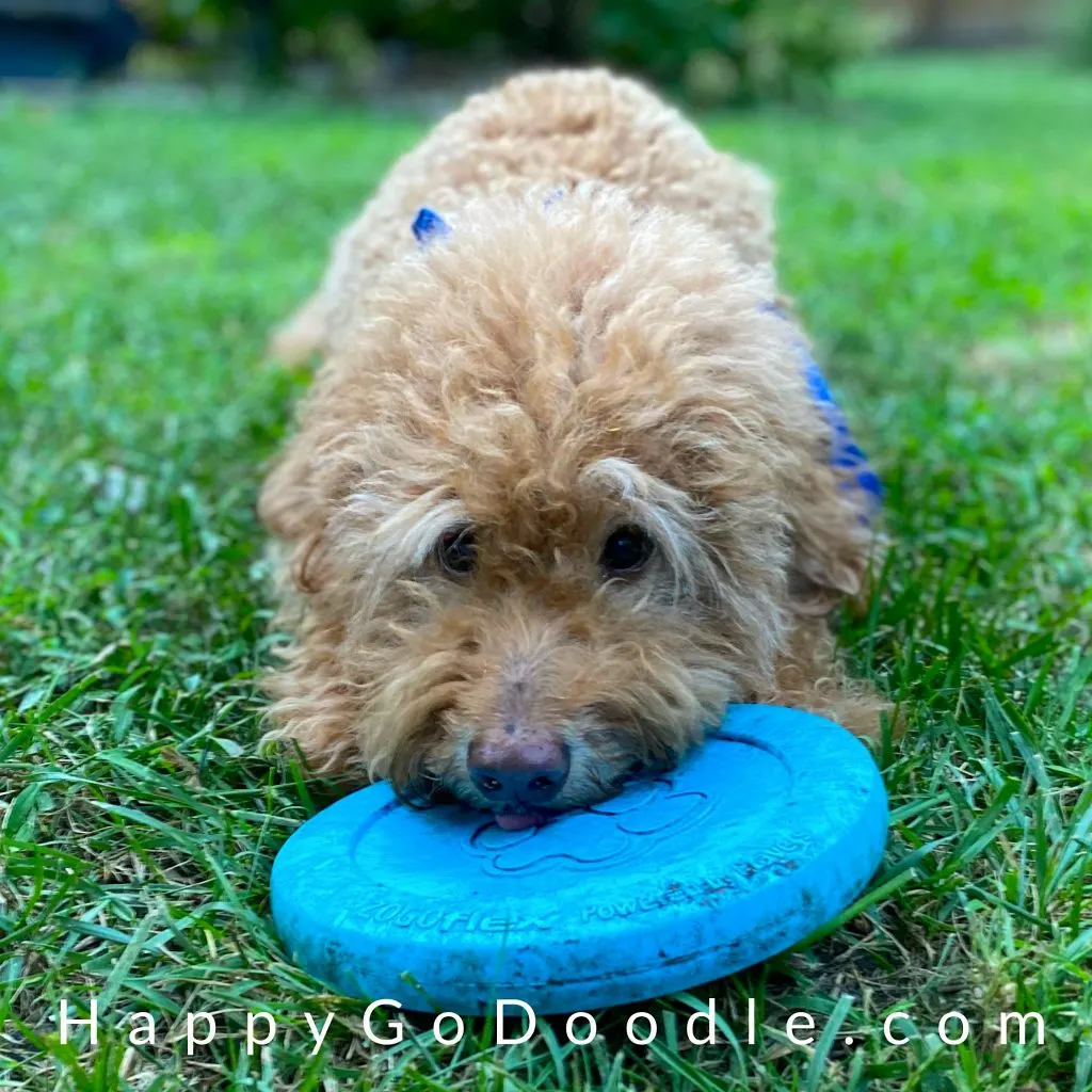 Best Goldendoodle Dog Toys: A guide for happy dogs.