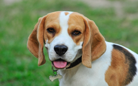 Male Beagle Puppy Names: Cute and Cool Ideas for Your New Pup!