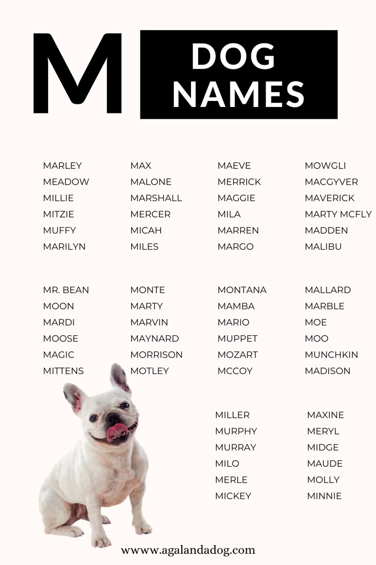 Dog Names M: Cool and Unique Male Dog Name Ideas!