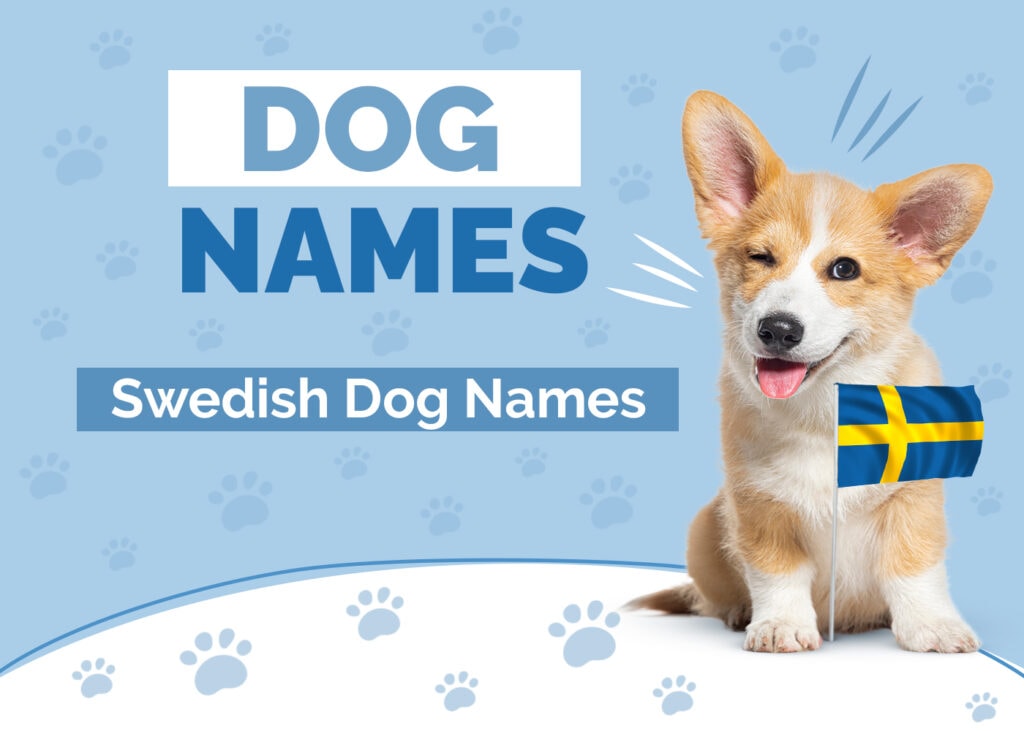 Best Swedish Dog Names: Meaning and inspiration for your lovely pet.