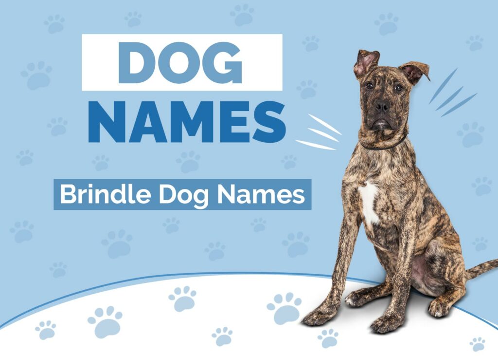 Need Dog Names? Brindle Options for Every Personality!