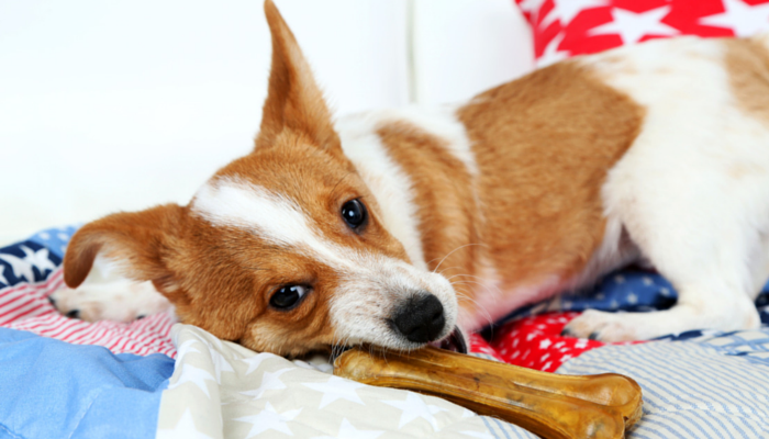 Why Do Dogs Hide Their Toys Under Blankets? (Cute or Odd)