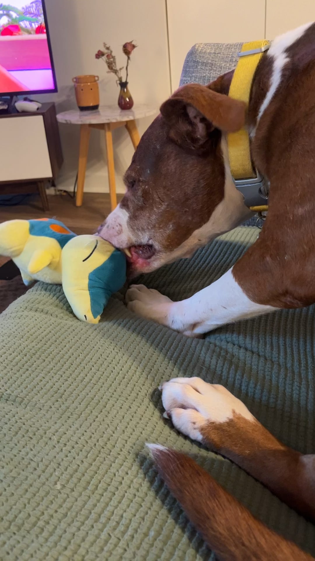 Help! My Dogs Keeps Nibbling on Toys, What Should I Do?