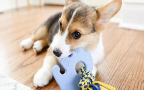 Dog Nibbles on Toy: Find the Best Durable and Fun Options.