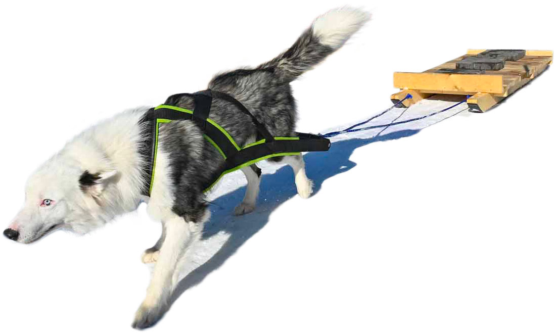 Dog pulling limits: How much weight can a dog pull safely?