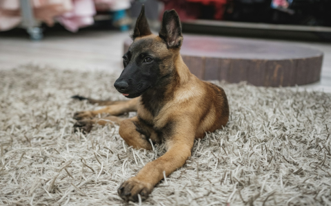 How much does it cost to train a K9 dog? Find affordable options!