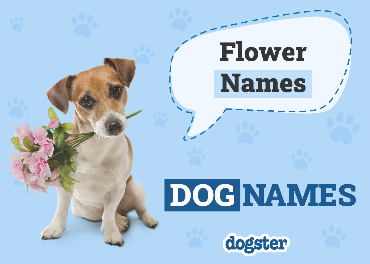 Awesome Plant Names for Dogs,The best way to Pick one!