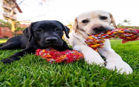 Best Toys for Bulldogs: Keep Your Bully Happy & Busy!