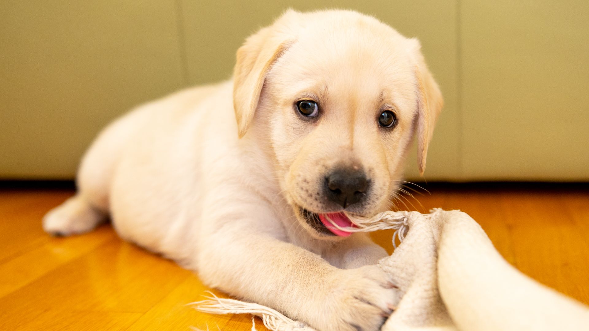 Dog Eating Carpet: Is It Dangerous? Vet-Approved Advice!