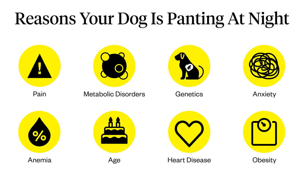 Dog Panting at Night? (Simple Reasons Why & What To Do)