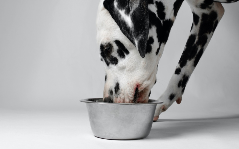 Can Dogs Eat Cumin? (Benefits & Risks You Should Know)