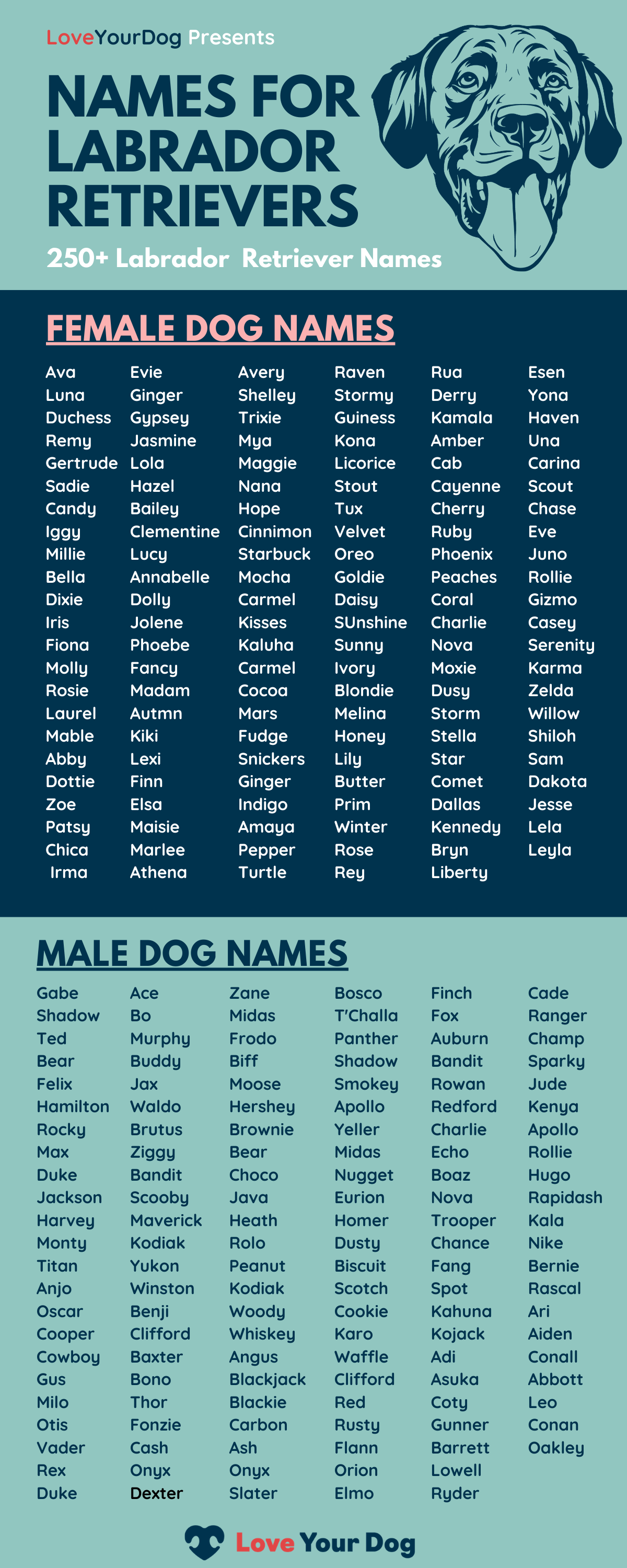 Need Cool Names? Best Dog Names Labrador Guide!