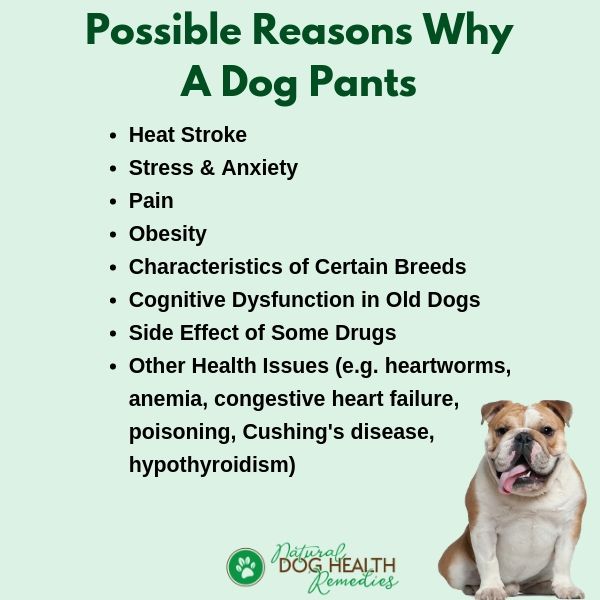 Older Dogs Panting Excessively? Here are Possible Causes!