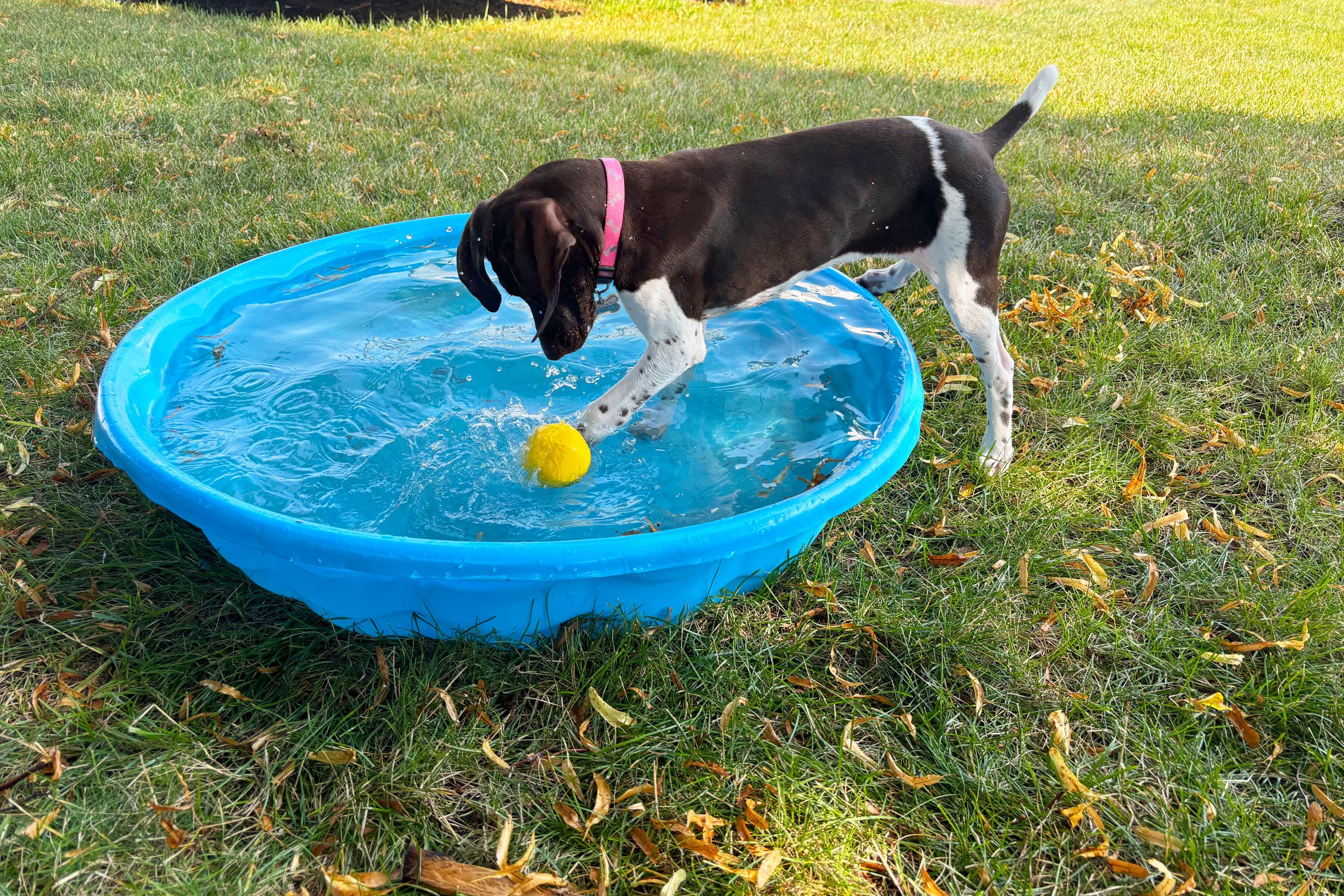 Find diving toys for dogs: Great water fun for every pup!