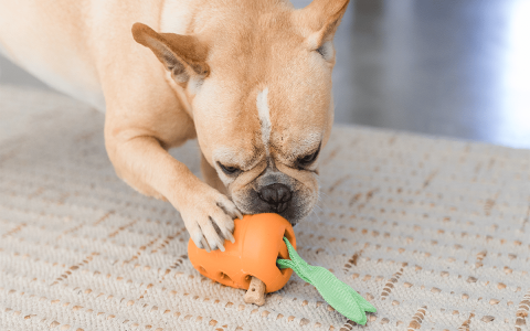 Best Long Lasting Dog Toys That Keep Them Occupied All Day.