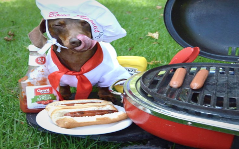 Dog Named BBQ: Cute or Crazy? Find Out What People Are Saying!