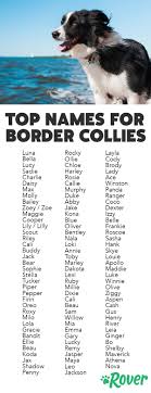 Best Dog Names For Border Collies(Male & Female Ideas)