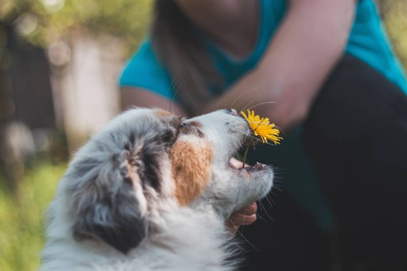 Help! Why does my dog lick dandelions? Get answers here now.