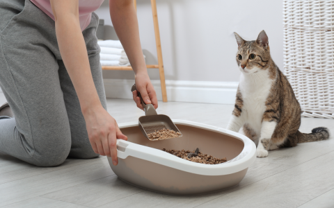 Urinary Care Dog Food Alternatives: Best Budget-Friendly Picks