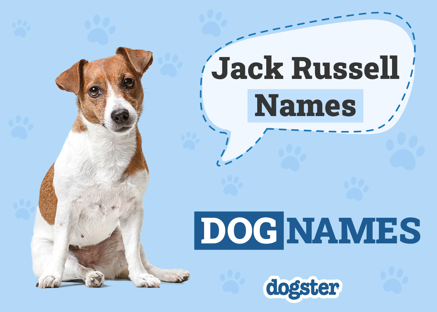 Finding Dog Names for Jack Russell Terriers Made Easy.