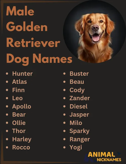 Cool names for dogs male golden retriever : inspiration for your pup!