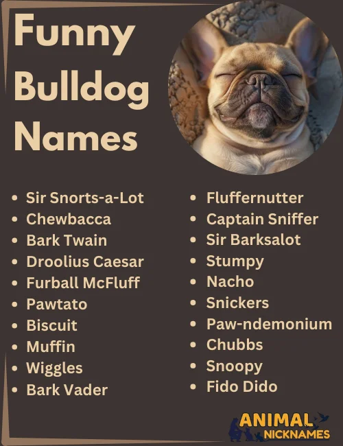 Male French Bulldog Names: Popular & Perfect Choices