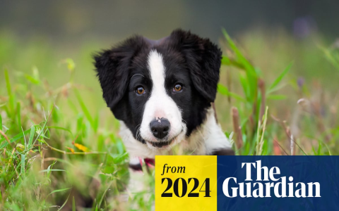 Border Collie Puppy Names: Cute, Cool, and Unique Ideas!