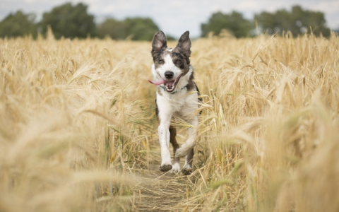 Azodyl Alternative for Dogs: Affordable Choices for Kidney Health