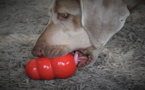 Affordable Up Dog Toys: Top Picks for Every Budget.