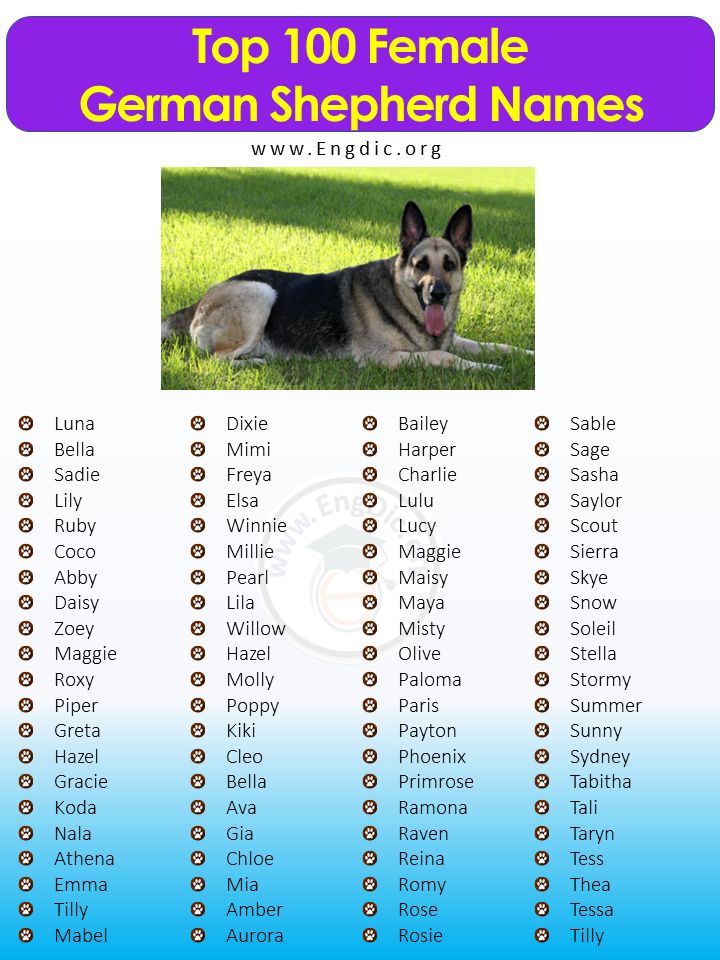 Best Female Dog Names for German Shepherds (Unique & Popular)