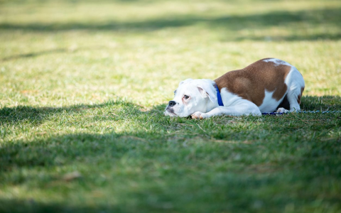 Cat grass for dogs: Benefits and risks you should know!