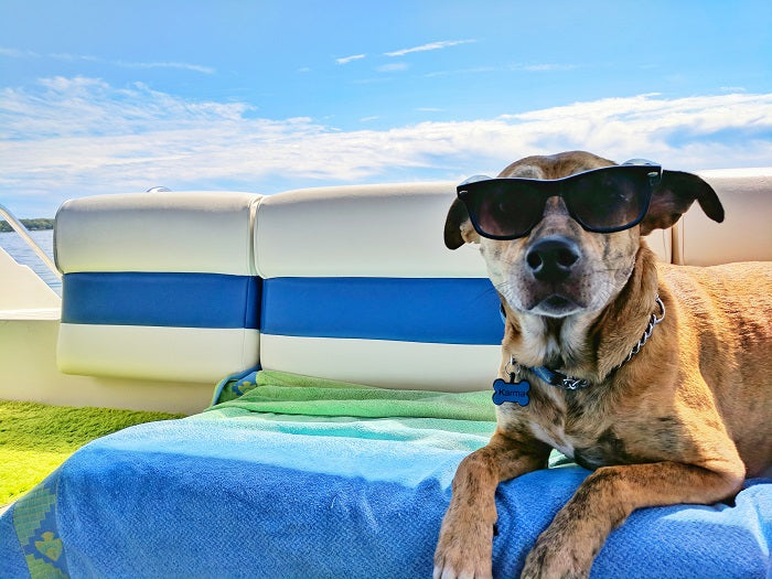 Dogs Love Sunbathing: Heres Why They Enjoy the Sun!