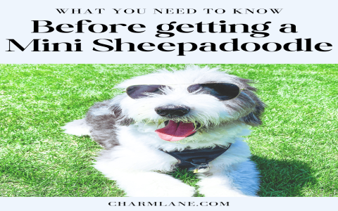 Sheepadoodle Price Range: How Much Do Sheepadoodles Cost in 2024?