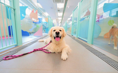 How much is doggy daycare overnight? Get the best rates!