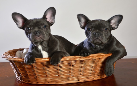 Male French Bulldog Names: Popular & Perfect Choices