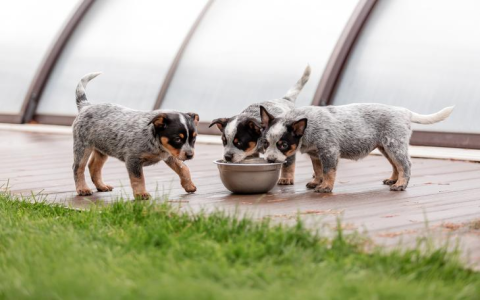 Excessive Water Intake in Puppies: Is it Normal or a Health Problem?