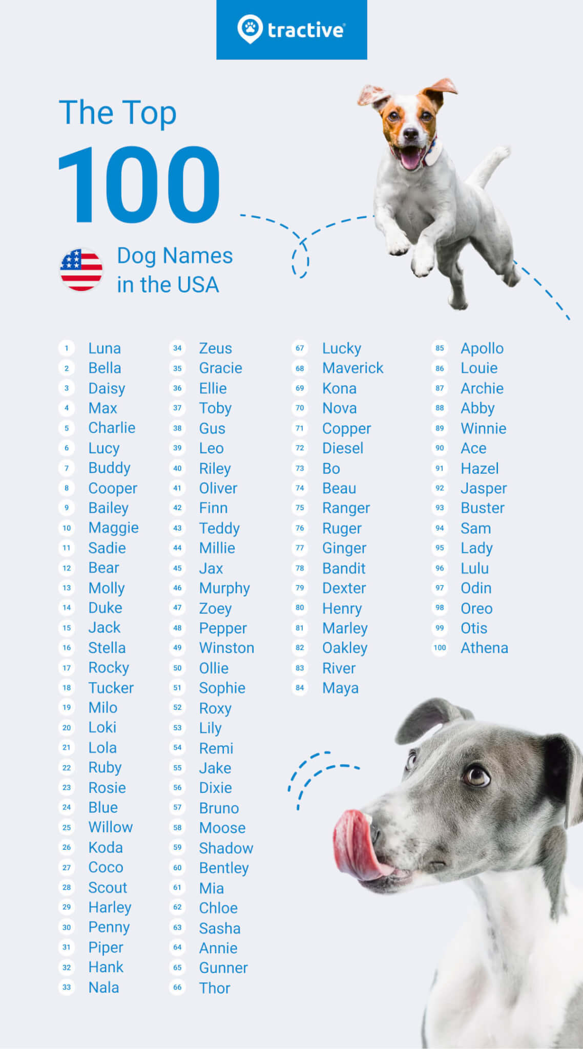 Top Stereotypical Dogs Name Ideas for Your New Puppy.