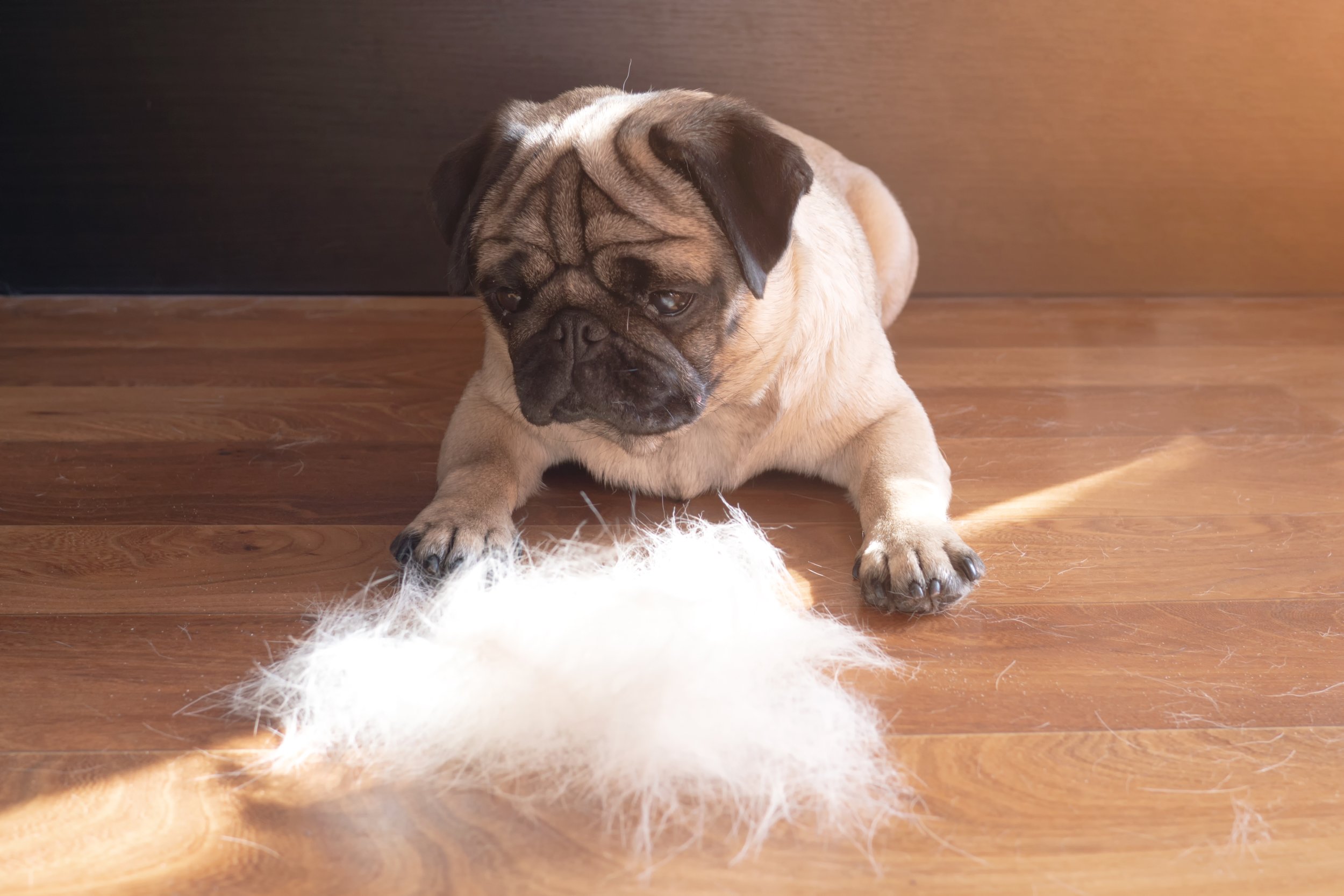 Pug Shedding a Lot? How Much Shedding is Normal for Pugs?