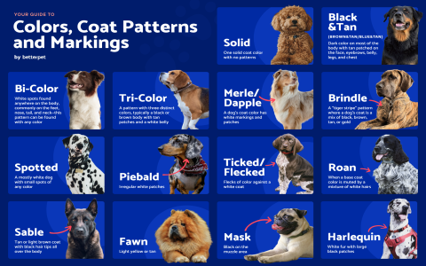 Need Dog Names? Brindle Options for Every Personality!