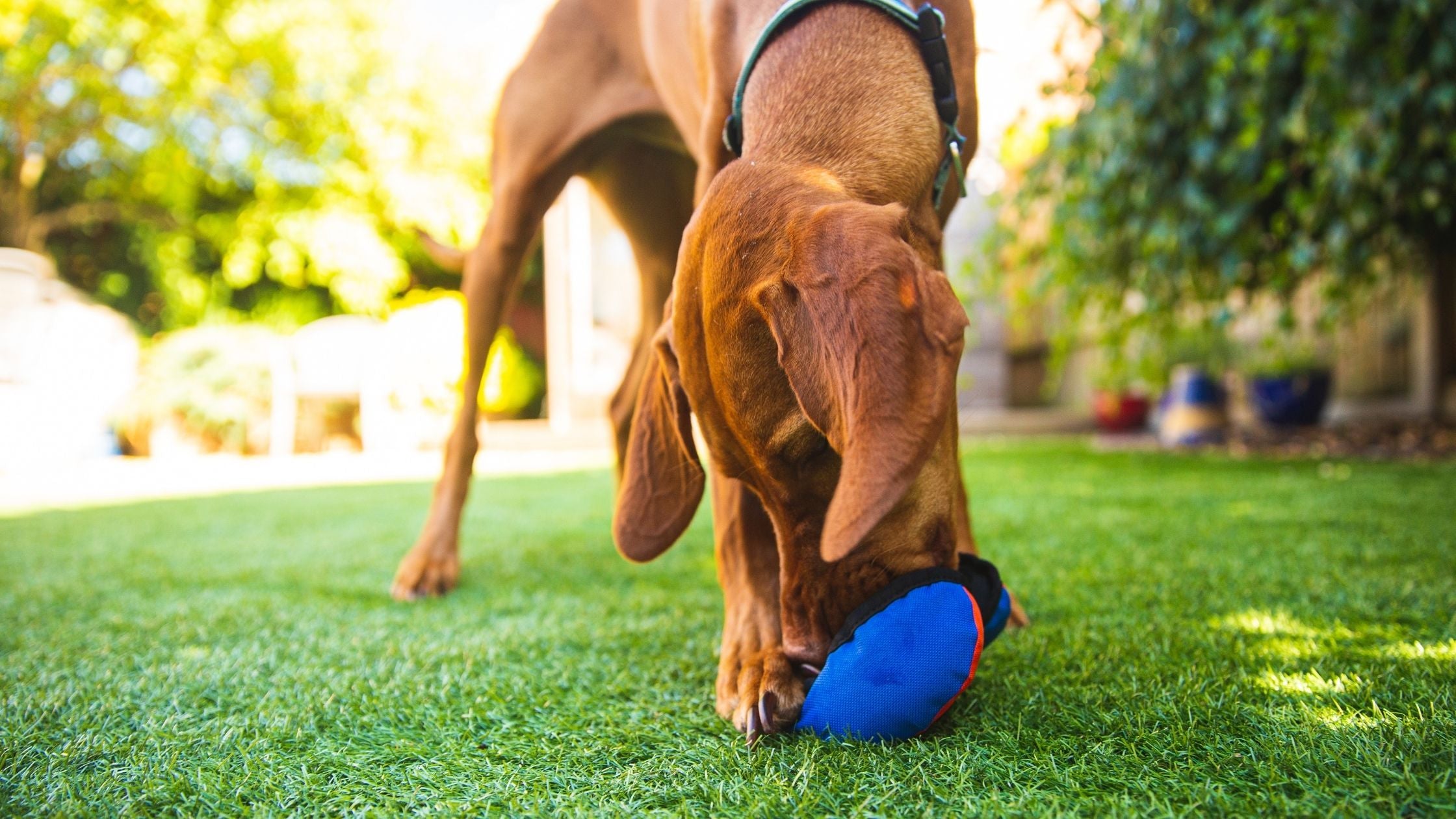 Prey Drive Toys for Dogs: Satisfy Their Natural Instincts!