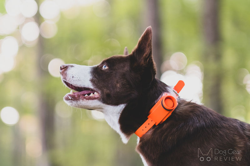 Best Beeper for Dogs: Reviews & Easy Buying Guide 2024