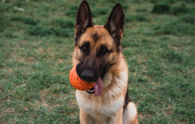 Best German Shepherd Dog Toys for 2024,simple and affordable.