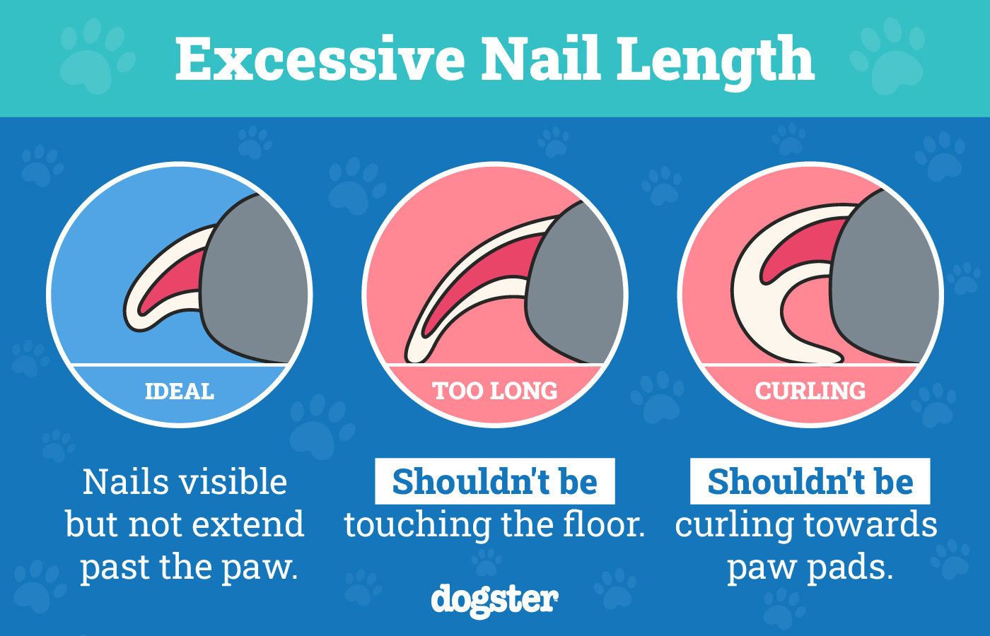 How Much Does it Cost to Trim Dogs Nails? Average Prices Guide!