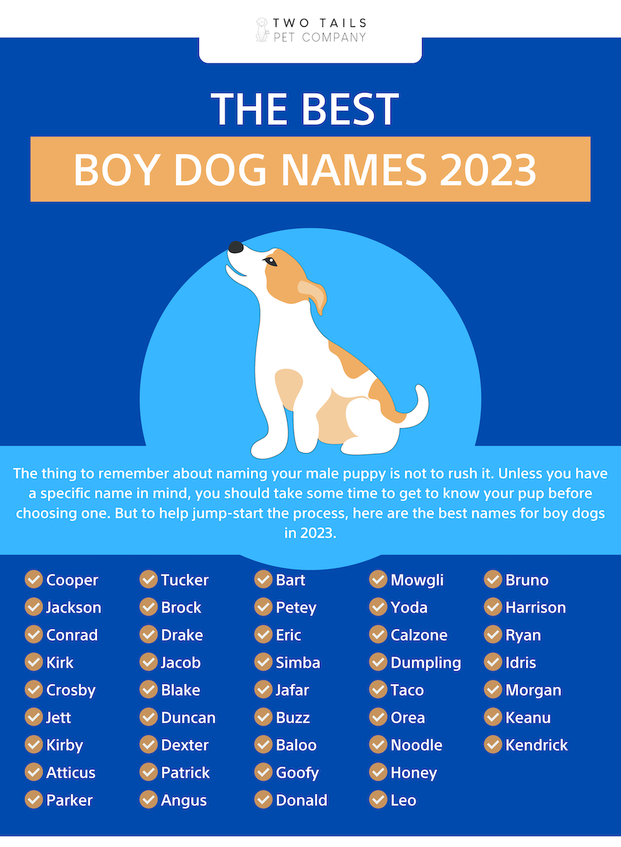 Top Boy Dog Names Hunting: Strong & Unique Choices now!