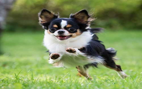 Small Dog Toys for Chihuahuas Guide: Safe, Fun, & Affordable.