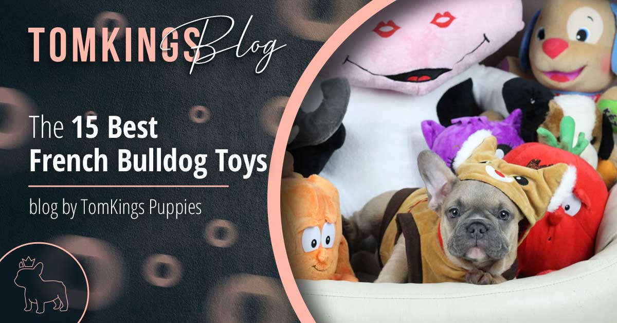 What Dog Toys for French Bulldogs? Simple Guide for you .