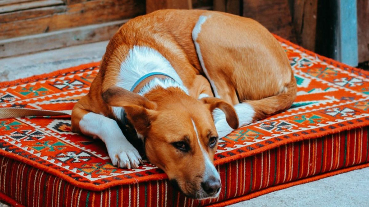 Dog Sleeping by the Door: Understanding This Common Canine Habit.