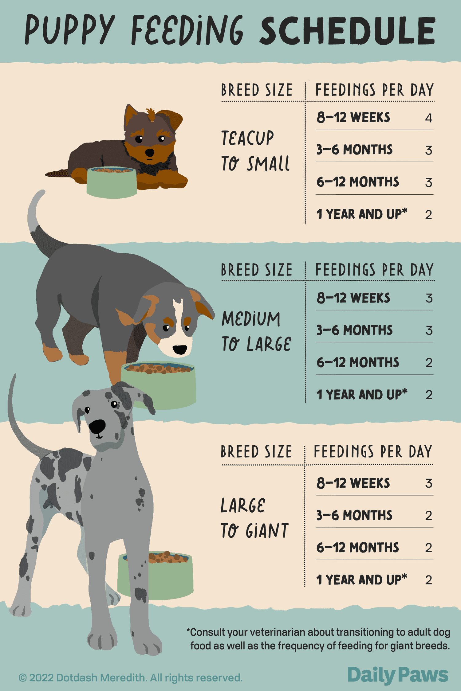 Feeding Your Lab Puppy: Avoid Overfeeding (Know How Much Food)