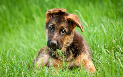 Best Female Dog Names for German Shepherds (Unique & Popular)